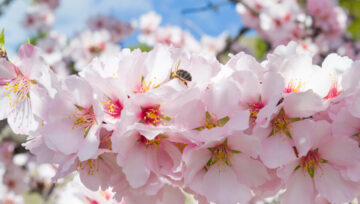 senda de los almendros en flor de Jijona